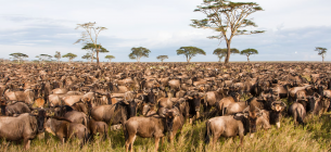 Во время ежегодной миграции более 1 миллиона антилоп гну совершают путешествие от Серенгети в Масай-Мар и обратно. Фото: Eyal Bartov/Alamy