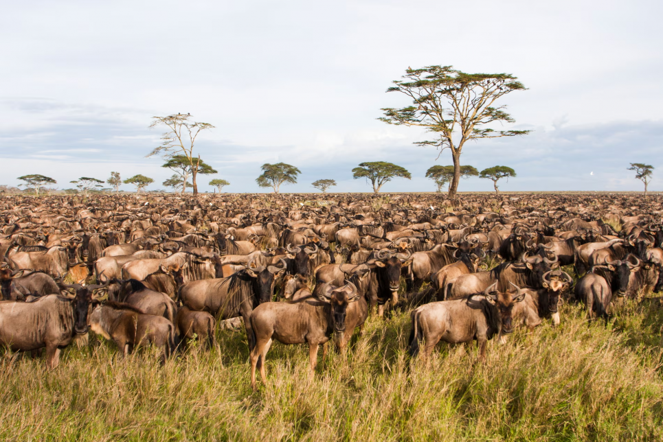 Во время ежегодной миграции более 1 миллиона антилоп гну совершают путешествие от Серенгети в Масай-Мар и обратно. Фото: Eyal Bartov/Alamy