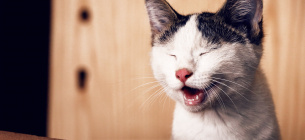 Чому чхає кішка: причини та симптоми