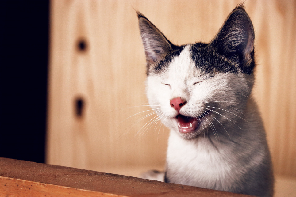 Почему чихает кошка: причины, симптомы