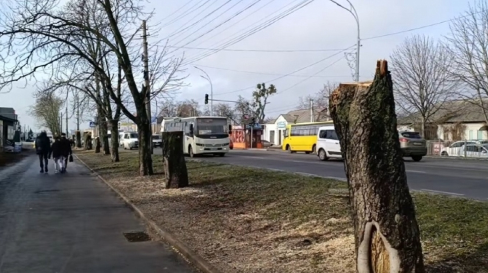 Комунальники у Броварах зрізали алею каштанів заради McDonald’s У Броварах зрізали алею каштанів