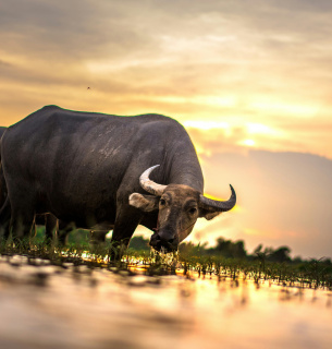  Китайський гороскоп 