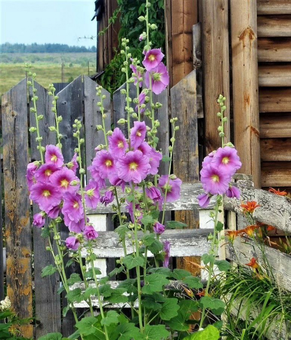 Мальва в садовому дизайні: традиції й елегантність (ФОТО) Фото: Телеграм-канал «Дача. Сад та город»