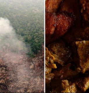 Місця існування, такі як тропічні ліси, знищуються не лише заради пасовищ і кормів для тварин, а й заради бобів і рису. Фото: Дуглас Магно/AFP/Getty Images; Ліз Хафалія/Getty Images (праворуч)