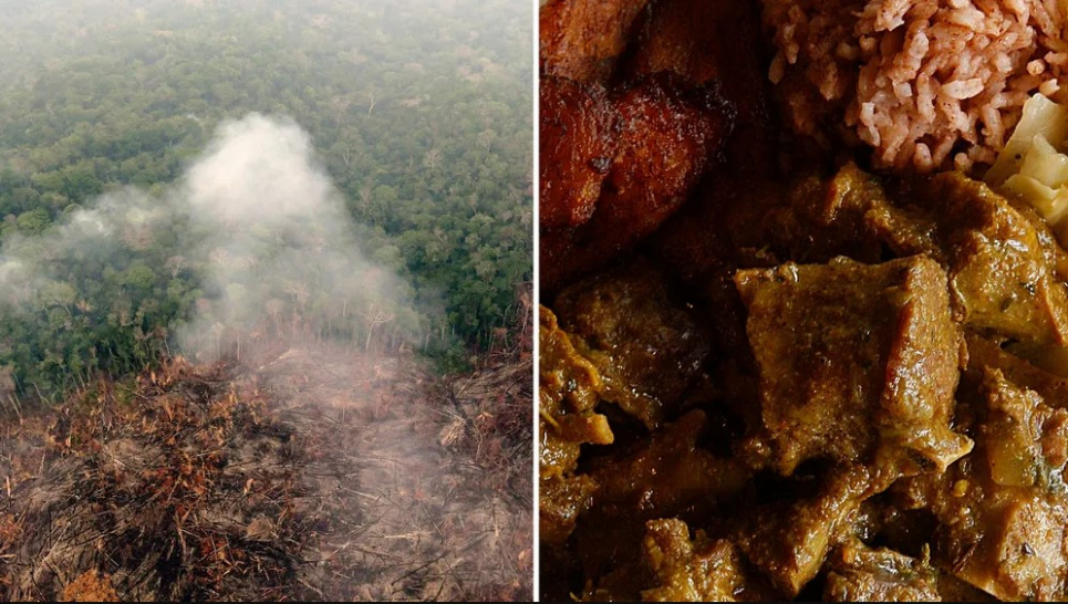 Місця існування, такі як тропічні ліси, знищуються не лише заради пасовищ і кормів для тварин, а й заради бобів і рису. Фото: Дуглас Магно/AFP/Getty Images; Ліз Хафалія/Getty Images (праворуч)