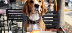 Податок на собак у Чехії: скільки платити, як зареєструвати улюбленця та уникнути штрафів Податок на собак у Чехії: скільки платити українцям та хто звільнений