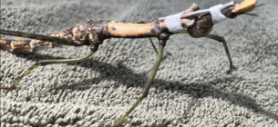 Насекомое носило скобу около четырех дней, чтобы ее экзоскелет затвердел. Фото: Хьюстонский зоопарк