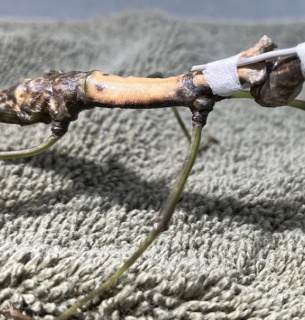 Насекомое носило скобу около четырех дней, чтобы ее экзоскелет затвердел. Фото: Хьюстонский зоопарк