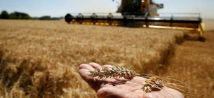 Засіяно 2 млн гектарів ярих зернових і зернобобових