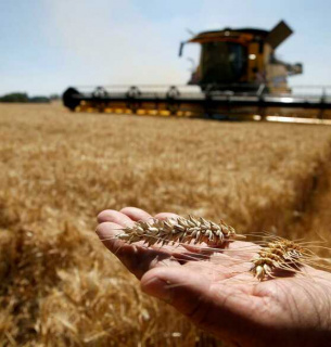 Засеяно 2 млн гектаров яровых зерновых и зернобобовых