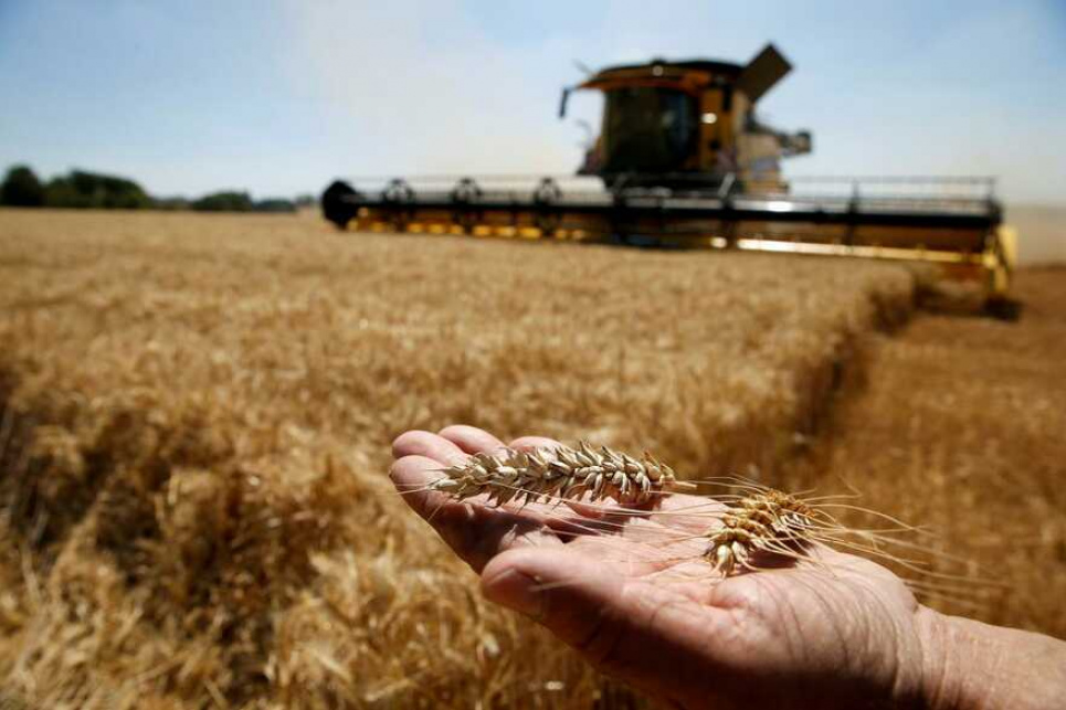 Засіяно 2 млн гектарів ярих зернових і зернобобових