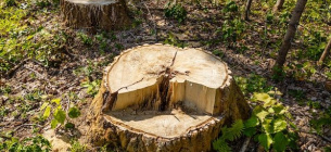 На Черкащині чоловік самовільно зрізав дерева