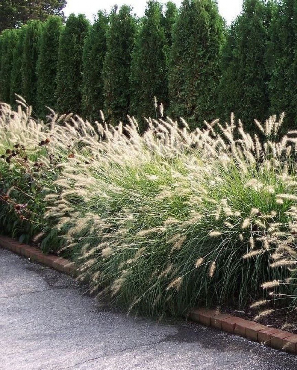Пеннісетум — чудовий акцент ландшафтного дизайну (ФОТО) Фото: Телеграм-канал «Садівник»