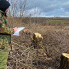 Невідомі біля автодороги на Буковині зрізали дерев на майже 5 млн грн