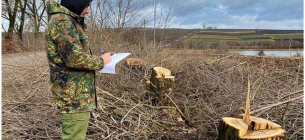 Неизвестные возле автодороги на Буковине срезали деревьев на почти 5 млн грн 