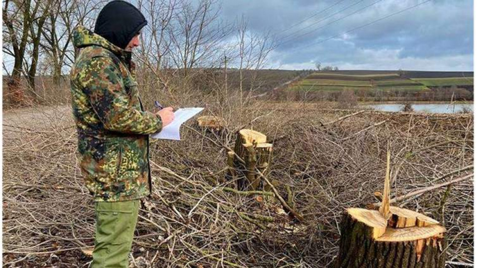 Неизвестные возле автодороги на Буковине срезали деревьев на почти 5 млн грн 
