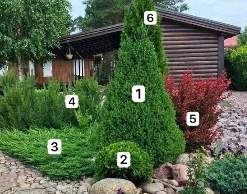 Красива композиція на ділянці, де акцентом є барбарис (ФОТО) Фото: Телеграм-канал «Садівник»