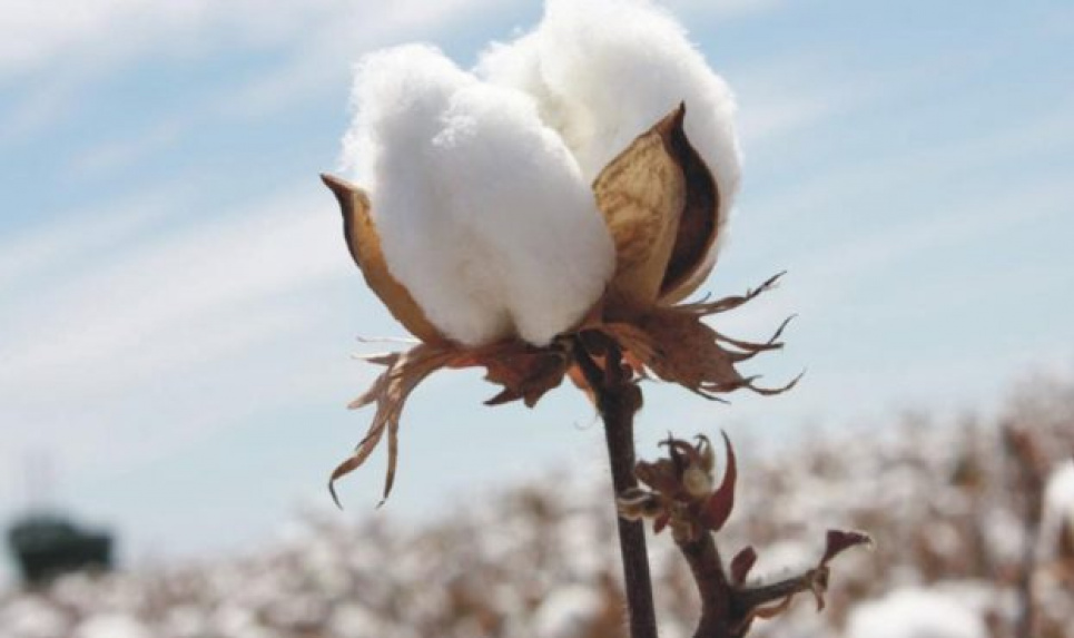 У Украины есть стратегическая потребность выращивать хлопок - Высоцкий  У Украины есть стратегическая потребность выращивать хлопок