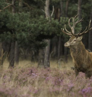 Дика природа на межі: чому 3 березня — це останнє попередження для людства