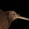 Фото: Auckland Museum Collections / Wikimedia Commons