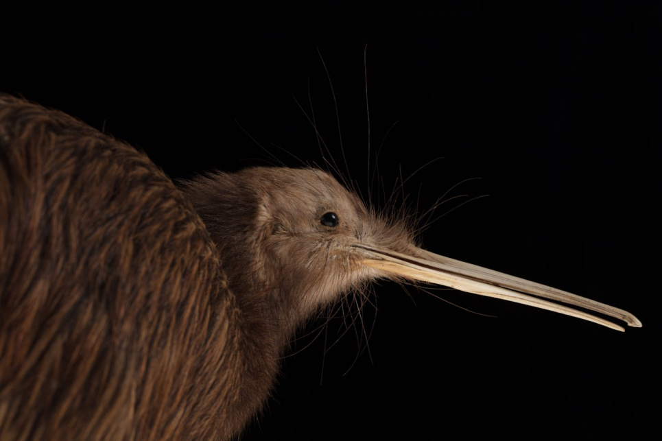 Першу лікарню для ківі відкрили у Новій Зеландії Фото: Auckland Museum Collections / Wikimedia Commons