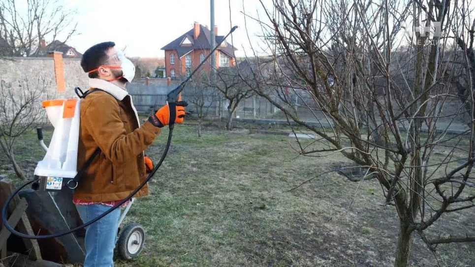 Настав час профілактичної обробки саду від хвороб бордоською сумішшю: поради досвідчених садівників Фото: Телеграм-канал «Садівник»