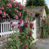 Фото: Телеграм-канал «Дача. Сад та город»