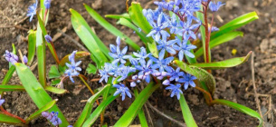 19 квітня — Всесвітній день проліска