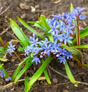 19 квітня — Всесвітній день проліска