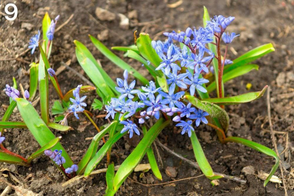 День подснежника 2026: символ весны, нуждающийся в защите и тишине