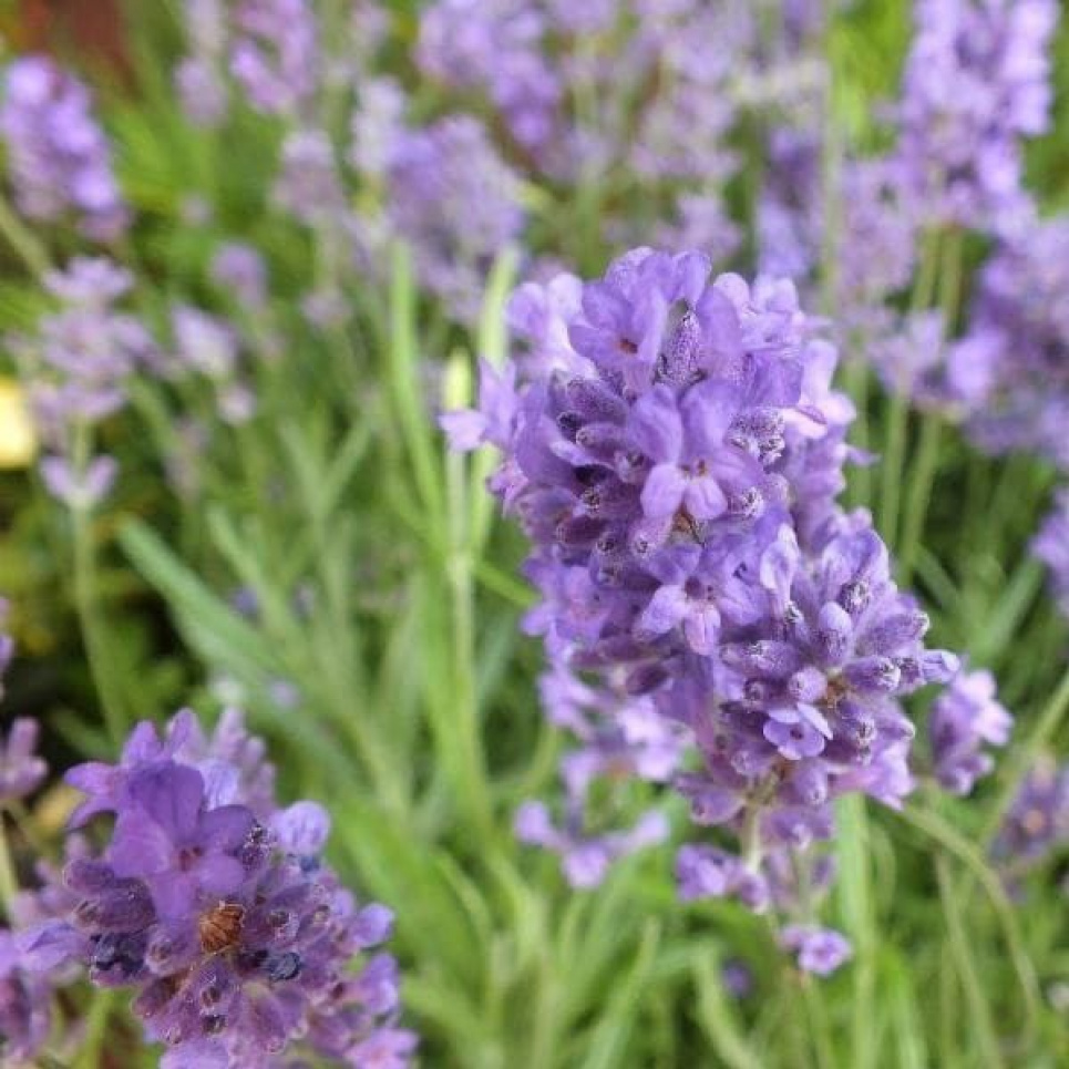 Лаванда вузьколиста Dwarf Blue довгі роки буде окрасою садових композицій (ФОТО) Фото: Телеграм-канал «Садівник»