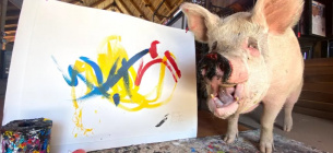 Картини Пігкассо зберігали такі VIP-персони, як Ед Вествік, Рафаель Надаль і Джейн Гудолл. Фото: Farm Sanctuary SA / CATERS NEWS