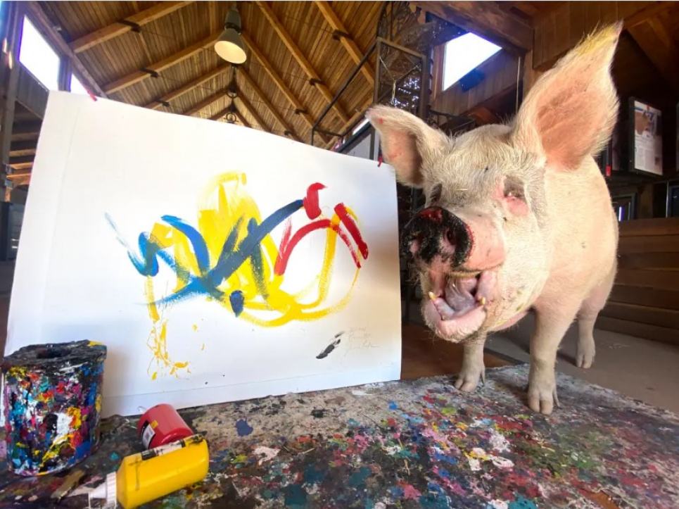 Картини Пігкассо зберігали такі VIP-персони, як Ед Вествік, Рафаель Надаль і Джейн Гудолл. Фото: Farm Sanctuary SA / CATERS NEWS