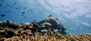 Страждають від надмірно теплої води: корали на Великому Бар'єрному рифі. Фото: Lucas Jackson/Reuters
