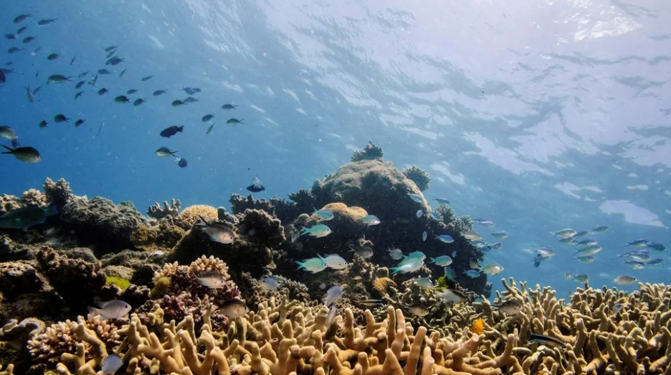Страждають від надмірно теплої води: корали на Великому Бар'єрному рифі. Фото: Lucas Jackson/Reuters