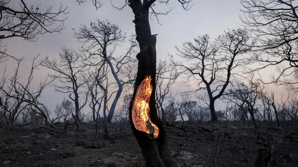 Лесной пожар в Мандра, Греция (июль 2023 г.). Фото: Луиза Враде/Reuters