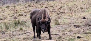 Фото: Леса Украины