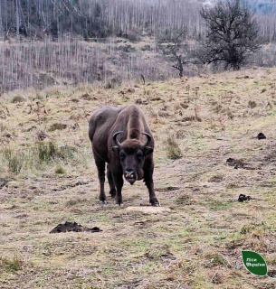 Фото: Ліси України