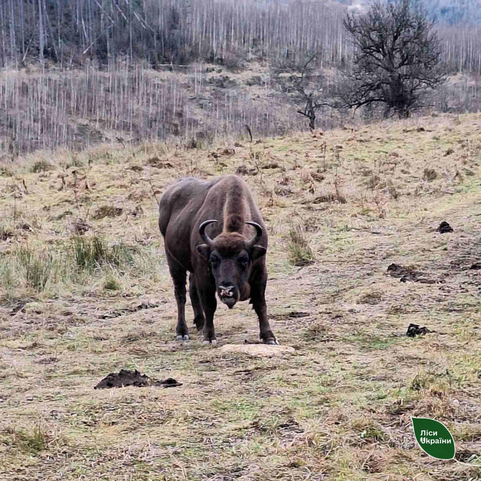 Фото: Леса Украины