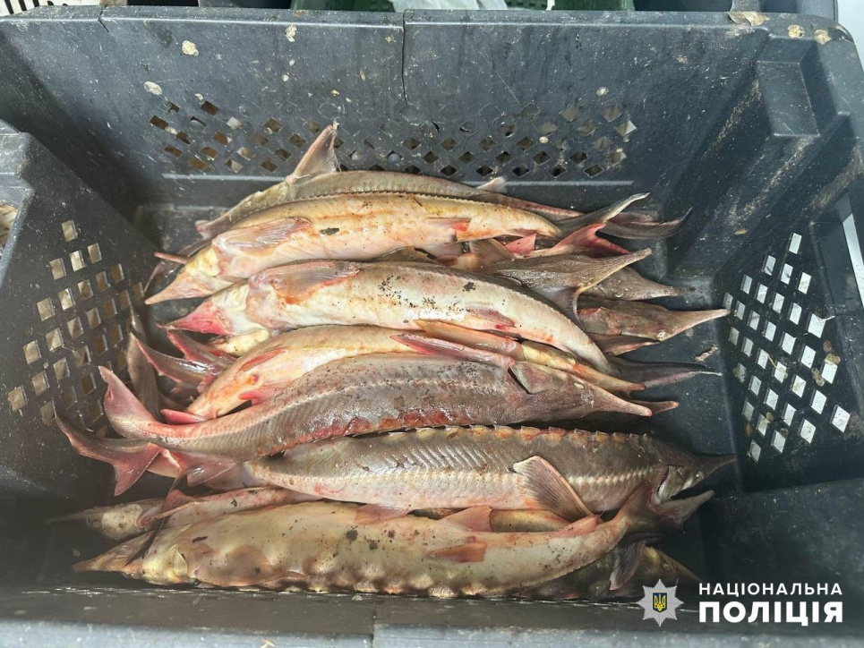 В Одесской области при осмотре в салоне авто правоохранители обнаружили ящики с краснокнижной рыбой 