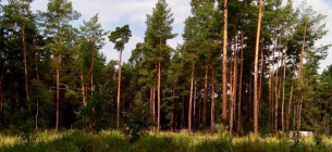 Беличанский лес возвращен общине Киева 