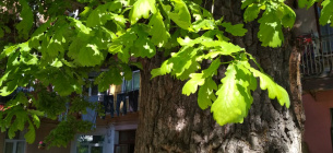 Перечень "особо ценных" деревьев расширили во Львове