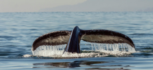 Хвосты горбатых китов такие же уникальные, как и отпечатки пальцев людей