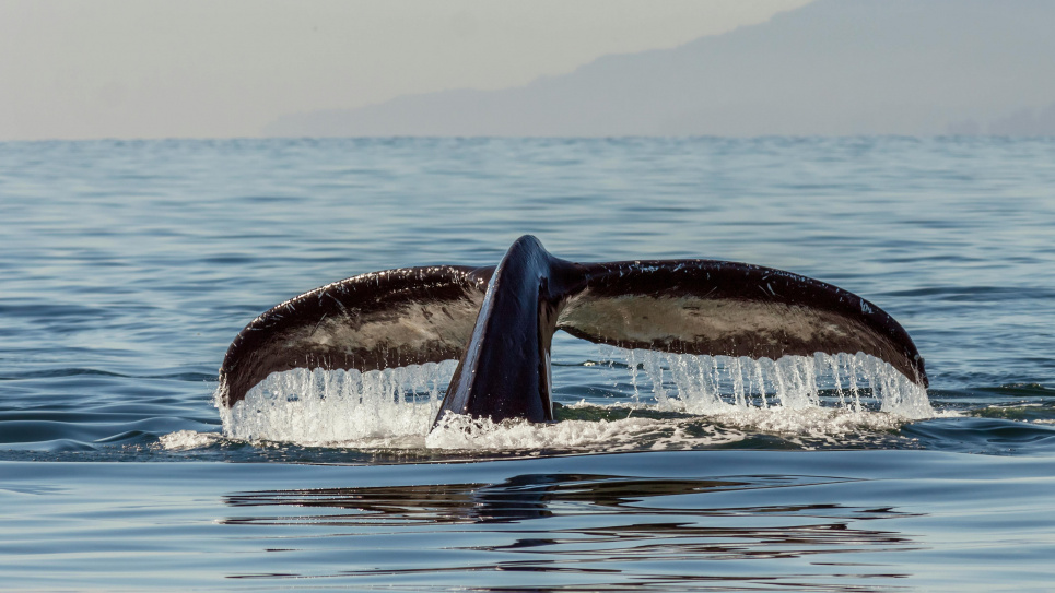 Хвосты горбатых китов такие же уникальные, как и отпечатки пальцев людей