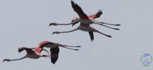 На Одесчину прилетели фламинго
