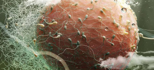 Как яйцеклетка защищает себя от проникновения второго сперматозоида.
Фото: renderburger
