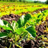 Органічне землеробство принципи вирощування Без хімікатів