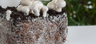 Вырастить шампиньоны Домашние грибы