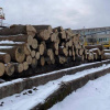 Посадовці зрубували сторічні дуби в Чорнобильському заповіднику