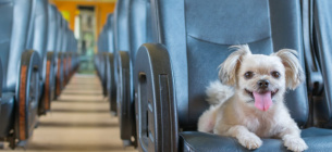 Подорож з улюбленцем: повний чек-лист документів для виїзду з твариною за кордон Виїзд за кордон з твариною: покрокова інструкція та список документів